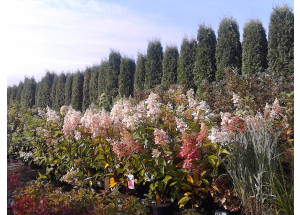 Šluotelinių hortenzijų spalvų paletė visžalių augalų fone. Želdintos medelyno prekybos aikštelėje.